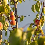 Harites - Sea View A Villa Adamantas (Milos)