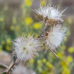 Harites - Sea View A * Adamantas (Milos)